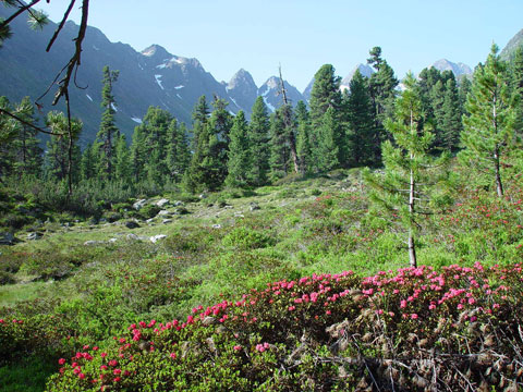 Alpenrosenblüte in Kühtai, Mittergrathütten im Mittertal